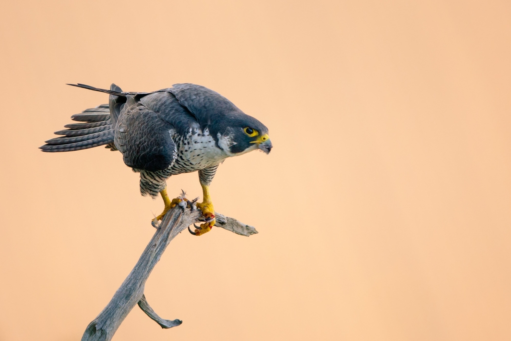Peregrine-1269.JPG