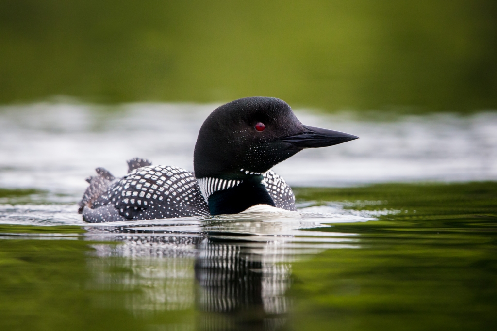 Common_loon-4244.JPG