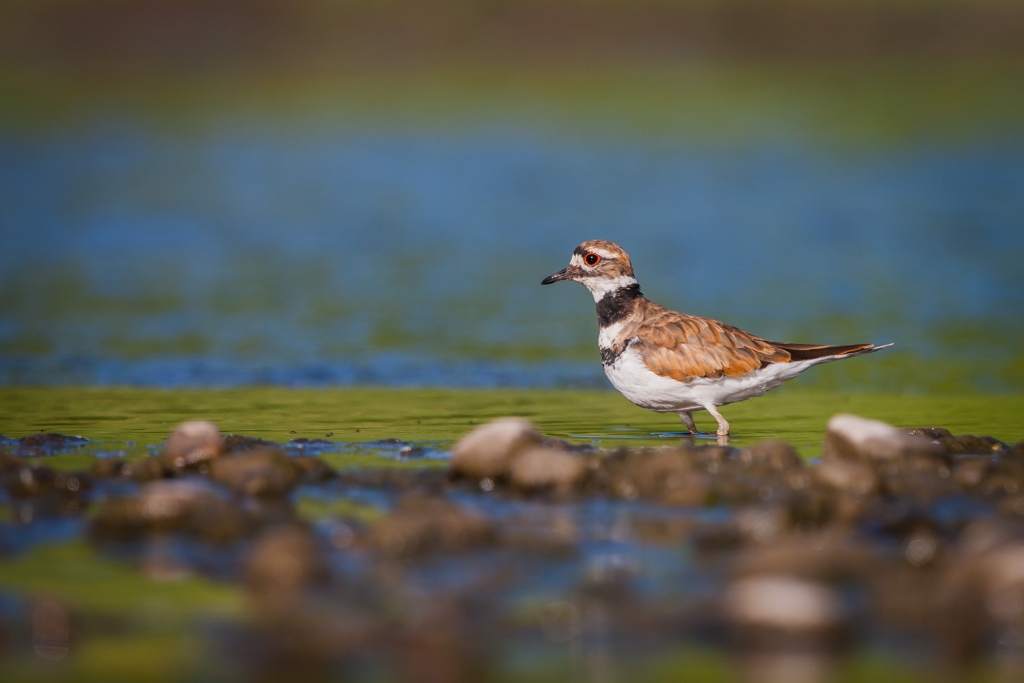 Killdeer-5034.JPG